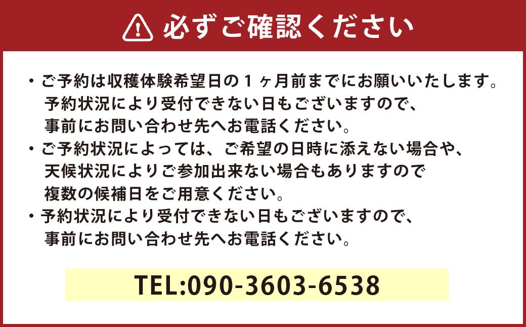 【1組10名】かわいいミニトマト収穫体験～【体験期間：9月下旬～10月下旬】