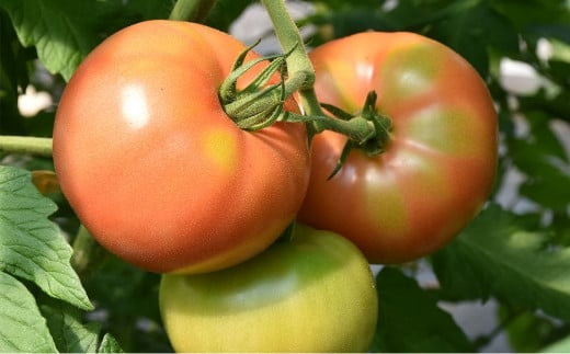 【竹田市産】高原トマト 16〜28個 【2026年5月下旬-2027年1月上旬発送予定】