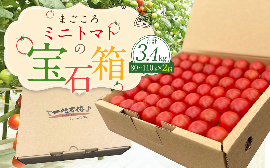 【2024年7月上旬発送開始】まごころミニトマトの宝石箱 1.7kg(約80～110玉)×2箱 計3.4kg サンチェリーピュア トマト