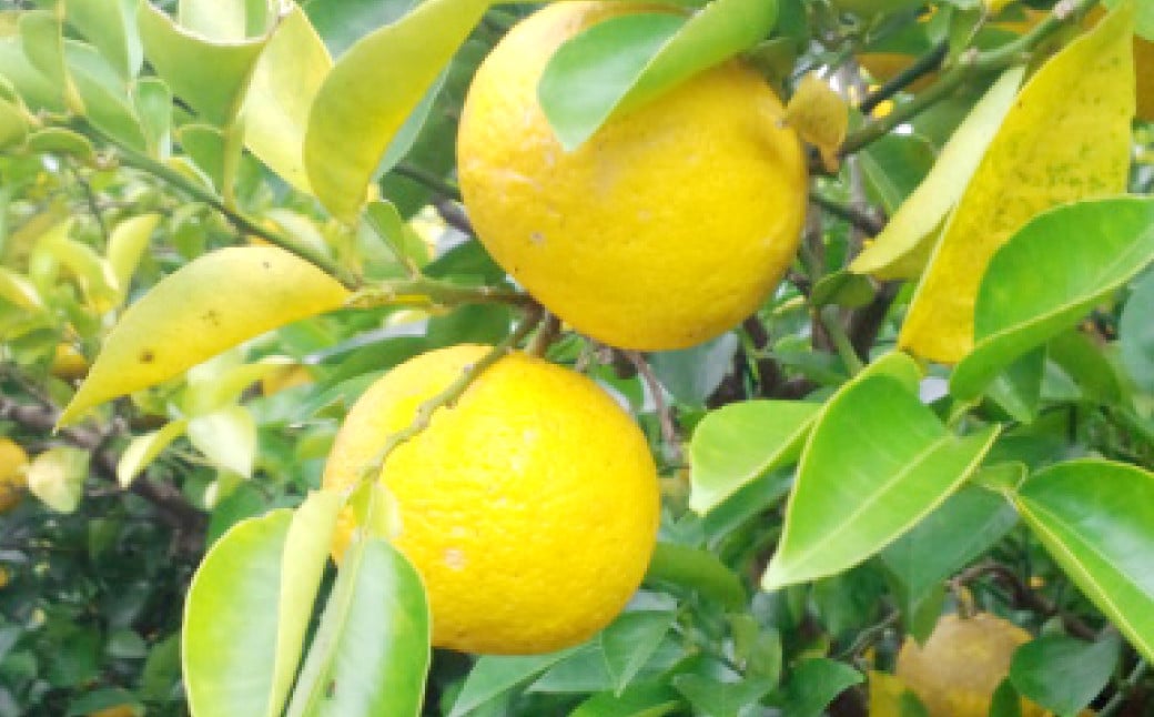 大分県産 有機かぼす果汁100% ［魔法の香り］ 180ml 2本セット