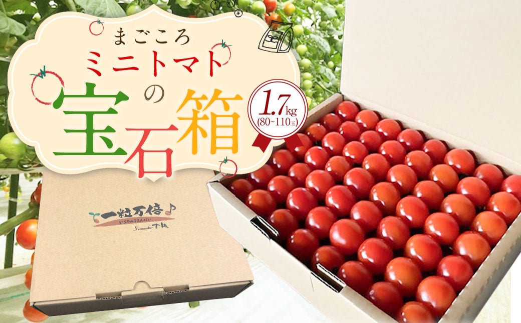 まごころ ミニトマト の宝石箱 1.7kg（約80～110玉）サンチェリーピュア トマト【2024年7月上旬から11月下旬まで発送予定】