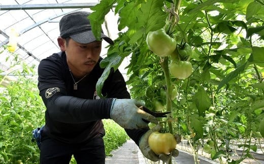 【竹田市産】高原トマト 16〜28個 【2026年5月下旬-2027年1月上旬発送予定】
