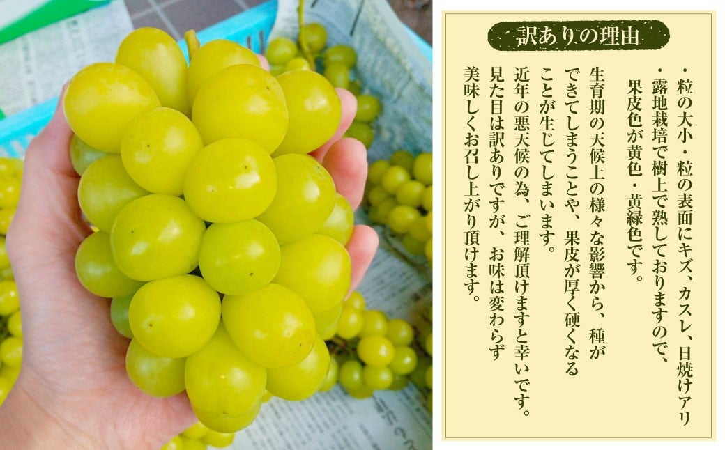 ãæ°ééå®ãç²ãã㯠蚳ãã ã·ã£ã€ã³ãã¹ã«ãã çŽ1kg ïŒ2ããã¯ïŒ ã2026幎8æäžæ¬ïœ11æäžæ¬çºééå§äºå®ã