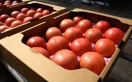 【2024年5月下旬より発送開始】【竹田市産】高原トマト 4kg (約16～24個) 【ベジスタとまとちゃん】