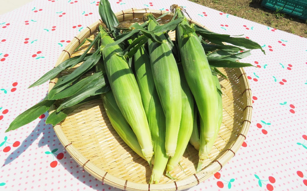 【体験期間毎年7月上旬～8月上旬限定】竹田市菅生のスイートコーン！その場でガブリ！収穫体験～お1人様5本持ち帰れる！～（1チケット15名様チケット）