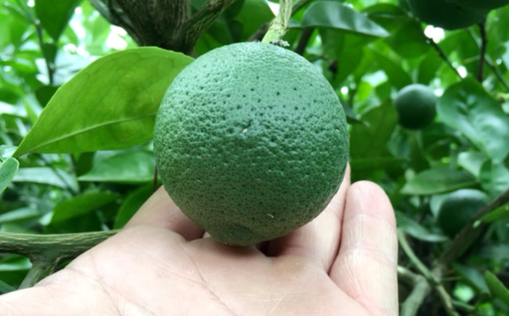 大分県産 有機かぼす果汁100% ［魔法の香り］ 1000ml 5本セット