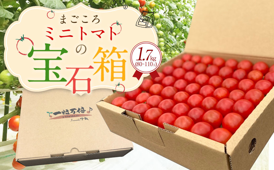 【2024年7月上旬発送開始】まごころ ミニトマト の宝石箱 1.7kg（約80～110玉）サンチェリーピュア トマト