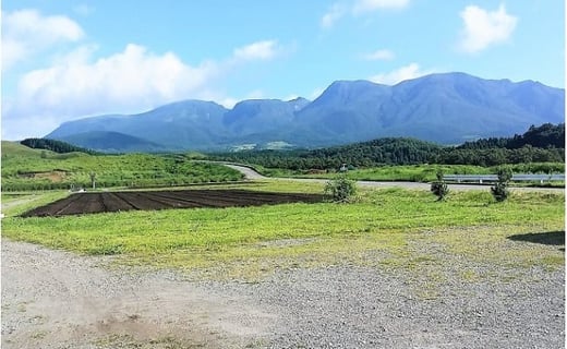 大分県久住高原産 『手摘みブルーベリー』 冷凍ブルーベリー 1kg