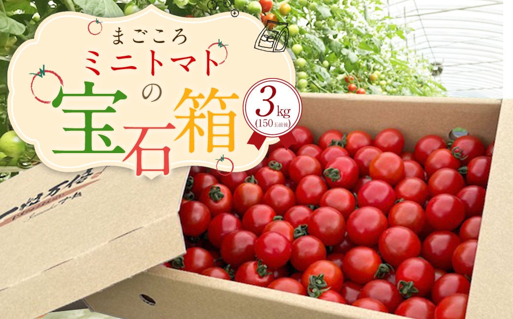 まごころ ミニトマト の 宝石箱 3.0kg (150玉前後) サンチェリーピュア【2025年7月上旬から11月下旬まで発送予定】