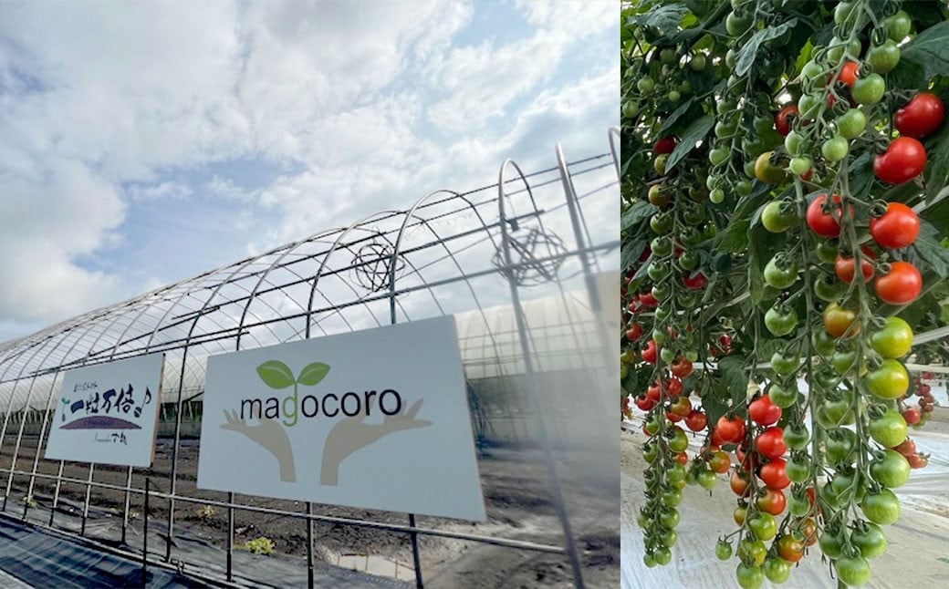 まごころ ミニトマト の宝石箱 1.7kg（約80～110玉）サンチェリーピュア トマト【2026年7月上旬から11月下旬まで発送予定】