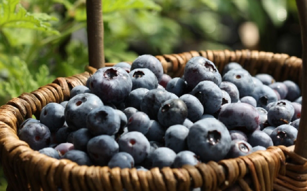 【1組5名まで】 〜自然豊かな久住高原で育ったブルーベリーの収穫体験〜 収穫ブルーベリーのお土産付き！ 【体験期間：毎年6月下旬〜8月下旬】