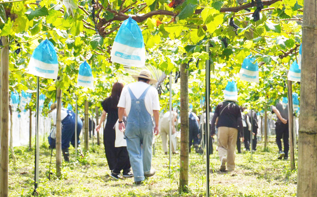 九州アルプスで育ち竹田市名水で実を付けた シャインマスカット 2房  （ 約300 ～ 約450g × 2房 ）【2026年9月上旬～10月上旬まで順次発送予定】