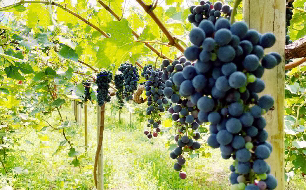 《green》あらしぼりのとろっと濃厚、ストレートジュース 果汁100% 1本（500ml）