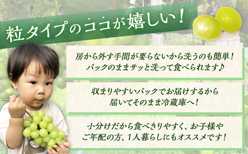 【数量限定】粒パック 訳あり シャインマスカット 約1kg （2パック） 【2026年8月下旬～11月上旬発送開始予定】