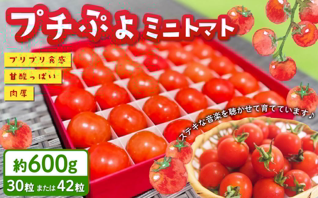 音楽を聴いて育ったプチぷよ🍅一粒万倍 黒／赤BOX【30粒or42粒】【2026年7月上旬-11月上旬発送予定】