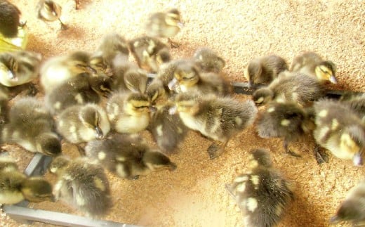 〈令和7年産〉愛鴨米 玄米 5kg【2025年10月上旬～2026年10月上旬発送予定】