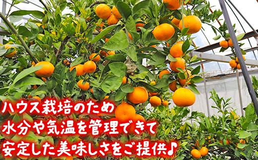 【訳あり】土山農園の温州みかん 屋根掛けハウス栽培 5kg＋傷み補償分200g 家庭用 （宮川早生と興津早生の混合）先行予約 柑橘類 フルーツ 12月 1月＜050-001＞