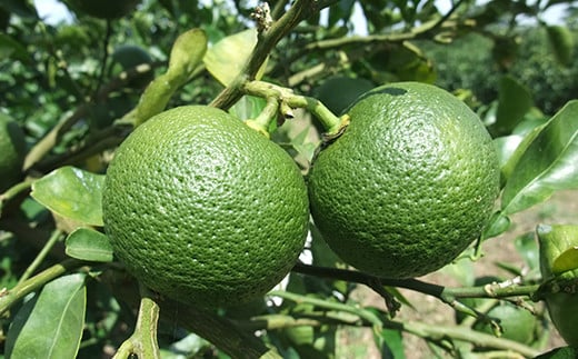 つぶらなカボス 90本（30本入×3ケース） 190g ／ つぶらな つぶらなカボス ジュース 3ケース かぼすドリンク 清涼飲料水 人気 子供 おすすめ 果汁飲料 ご当地ジュース かぼす 飲料 90本 詰めあわせ ギフト プレゼント セット 贈答 家庭用 JAフーズおおいた ＜131-301＞