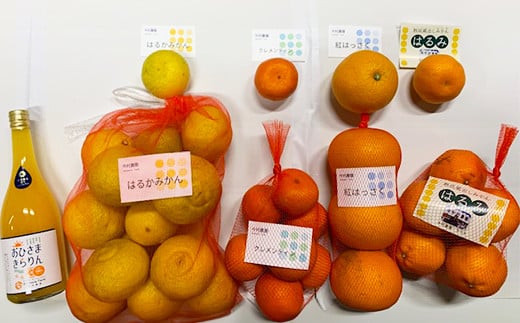 ä»æèŸ²åã®ã¿ãã4çš®ïŒèšçŽ8kgïŒãšãã²ããŸãããã çæŸã100%ãžã¥ãŒã¹ã»ãã å
è¡äºçŽ 2026幎 2æçºé ææ©é¡ ã¿ãã ãã«ã³ ãã«ãŒã é£ã¹æ¯ã¹ ã¹ãã¬ãŒã ïŒ107-041_5ïŒ