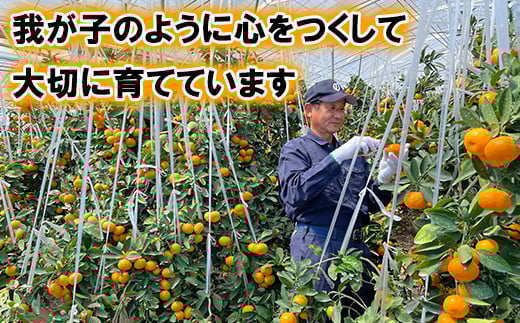 ä»æèŸ²åã®ã¿ãã4çš®ïŒèšçŽ8kgïŒãšãã²ããŸãããã çæŸã100%ãžã¥ãŒã¹ã»ãã å
è¡äºçŽ 2026幎 2æçºé ææ©é¡ ã¿ãã ãã«ã³ ãã«ãŒã é£ã¹æ¯ã¹ ã¹ãã¬ãŒã ïŒ107-041_5ïŒ