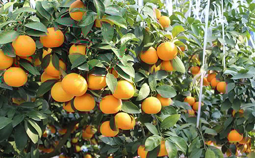 ä»æèŸ²åã®ã¿ãã4çš®ïŒèšçŽ8kgïŒãšãã²ããŸãããã çæŸã100%ãžã¥ãŒã¹ã»ãã å
è¡äºçŽ 2026幎 2æçºé ææ©é¡ ã¿ãã ãã«ã³ ãã«ãŒã é£ã¹æ¯ã¹ ã¹ãã¬ãŒã ïŒ107-041_5ïŒ