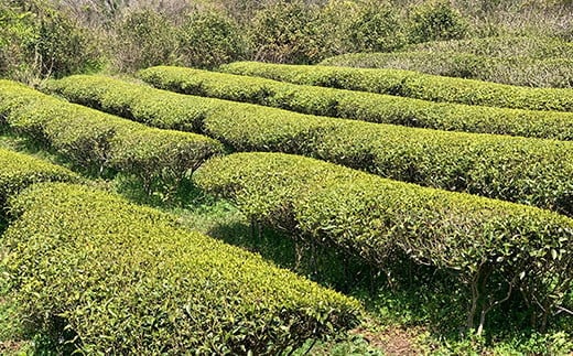 きつき紅茶 茶葉 平袋 3種セット 紅茶 国産 和紅茶 飲み比べ 茶葉 べにふうき 父の日 ＜106-004＞