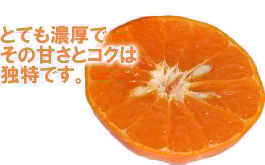 木戸農園のアンコール 約4kg（秀品） オレンジ みかん ミカン 柑橘類 フルーツ ＜113-003_5＞