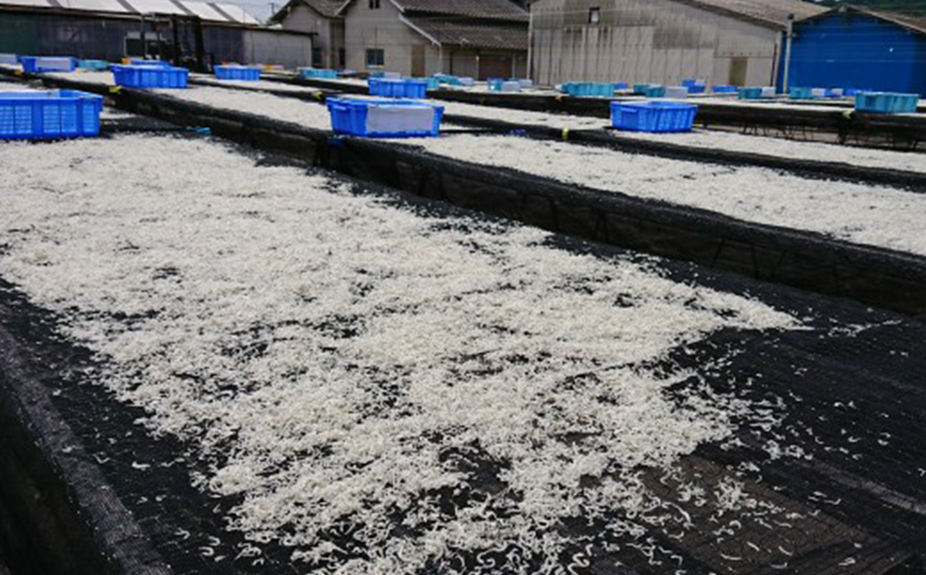 豊後別府湾生しらす 計 1kg（100g×10パック） 国産 添加物不使用＜108-222＞