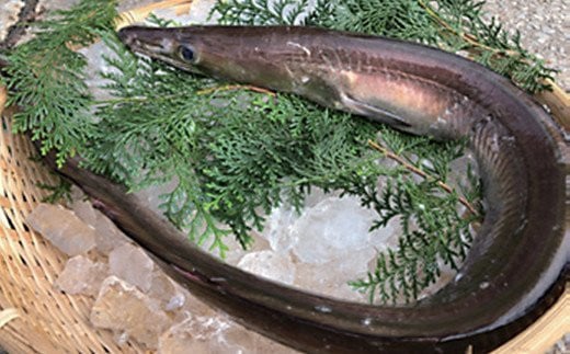 大分県産活じめ鱧（はも）しゃぶしゃぶセット 500g [3〜5人前] 鱧 はも ハモ 鱧しゃぶ 湯引き 鱧鍋 鱧しゃぶセット しゃぶしゃぶ 骨切り 天然鱧 冷凍 ＜108-009_5＞