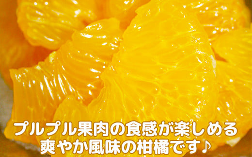 【訳あり・規格外品】今村農園の「蔵姫くらひめ（紅甘夏） 約20kg」 先行予約 20kg 2026年 3月発送 4月発送 わけあり 柑橘類 みかん ミカン フルーツ ＜107-029_7＞