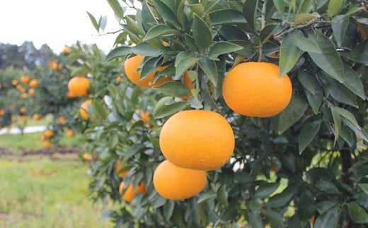 【訳あり・規格外品】今村農園の「蔵姫くらひめ（紅甘夏） 約20kg」 先行予約 20kg 2026年 3月発送 4月発送 わけあり 柑橘類 みかん ミカン フルーツ ＜107-029_7＞