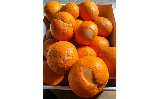 【訳あり・規格外品】今村農園の「蔵姫くらひめ（紅甘夏） 約20kg」 先行予約 20kg 2026年 3月発送 4月発送 わけあり 柑橘類 みかん ミカン フルーツ ＜107-029_7＞