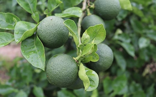 オレンジ農園のかぼすポン酢 3本セット ＜108-001＞