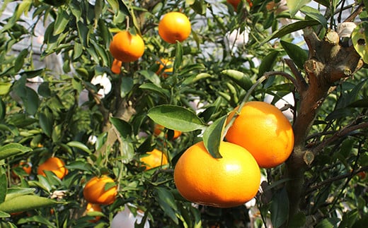 岩尾農園の温室栽培せとか 特選 約3kg 先行予約 柑橘類 みかん ミカン ＜066-004_5＞