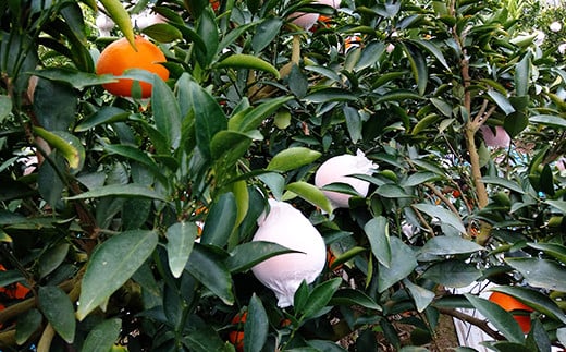 岩尾農園の温室栽培せとか 特選 約1.5kg 先行予約 柑橘類 みかん ミカン ＜066-003_5＞