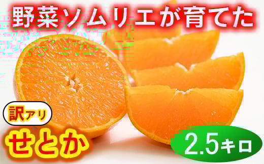 【訳あり・優品】野菜ソムリエ石児さんの「せとか 2.5kg」  ミカン みかん 蜜柑 柑橘 2.5kg 柑橘類 せとか 訳あり フルーツ 2月 3月 先行予約 ＜103-012＞