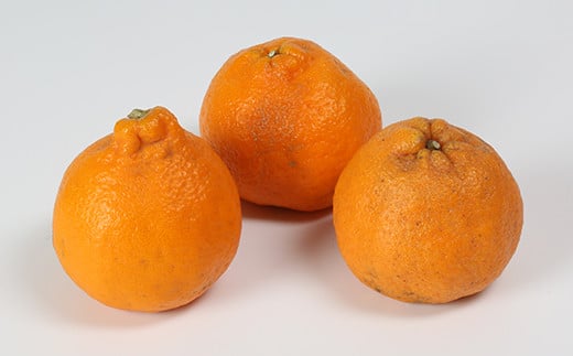 【訳あり・規格外品】野菜ソムリエ石児さんの「ポンカン（みかん） 10kg」 ミカン みかん 蜜柑 柑橘 10kg 柑橘類 ぽんかん 訳あり フルーツ 先行予約 ＜103-010＞