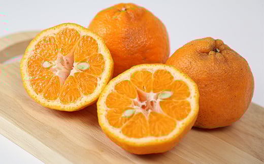 【訳あり・規格外品】野菜ソムリエ石児さんの「ポンカン（みかん） 10kg」 ミカン みかん 蜜柑 柑橘 10kg 柑橘類 ぽんかん 訳あり フルーツ 先行予約 ＜103-010＞