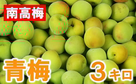 ひらそ農園の青梅 3kg 梅 南高梅 青梅 梅干し 梅干 梅干し用 梅酒用 梅酒 梅シロップ 梅ジャム 3キロ 数量限定 先行予約 ＜004-006＞