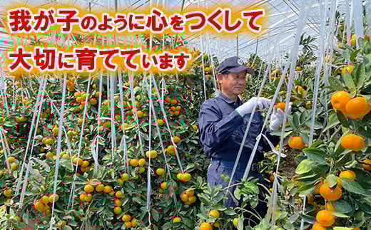 ä»æèŸ²åã®ããŠã¹ã¿ãã çŽ2.5kgãç§åã ã¿ãã ææ© 2.5kg ç§å å
è¡äºçŽ 7æ ãã«ãŒã ïŒ107-007ïŒ