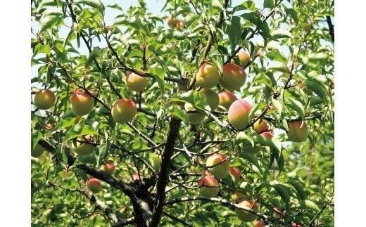 ã²ãã蟲åã®å®çæ¢
3kg æ¢
å髿¢
å®çæ¢
æ¢
å¹²ã æ¢
å¹² æ¢
å¹²ãçš æ¢
é
æ¢
ã·ããã æ¢
ãžã£ã 3ãã æ°ééå® å
è¡äºçŽ 6æ ïŒ004-008ïŒ