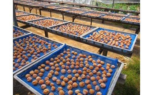 ひらそ農園の完熟南高梅の梅干し　1.2kg（塩分約20%） 梅干し 国産 南高梅 1キロ ＜004-004＞