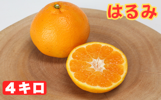 はるみ バラ詰め 4kg ／ ミカン みかん 蜜柑 柑橘類 はるみ 4kg 先行予約 フルーツ ＜132-008＞