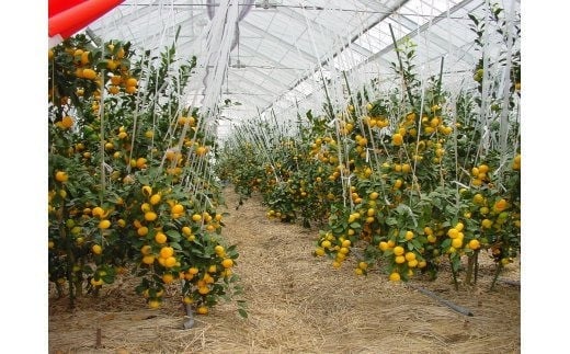 ハウスみかん約1kg（化粧箱入） みかん 温州 温州みかん 温州ミカン 1kg 甘い 秀品 柑橘類 糖度 6月 7月 ハウスみかん フルーツ 先行予約 九州 大分 杵築 ＜132-010＞