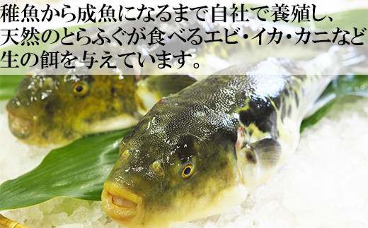 【冷凍】大分水産の豊後とらふぐ刺身&高級魚くえ刺身の味比べセット（3〜4人前） ＜104-027＞