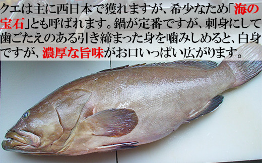 【冷凍】大分水産の豊後とらふぐ刺身&高級魚くえ刺身の味比べセット（2人前） ＜104-026＞