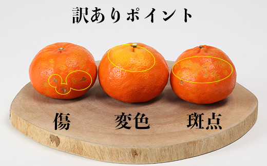 【訳あり・優品】野菜ソムリエ石児さんの「アンコール 10kg」 ミカン みかん 蜜柑 柑橘 10kg 訳あり 甘い 柑橘類 アンコール アンコールオレンジ フルーツ 先行予約 ＜103-020＞