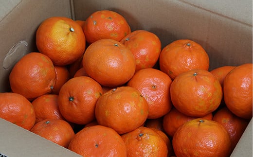 【訳あり・優品】野菜ソムリエ石児さんの「アンコール 5kg」 ミカン みかん 蜜柑 柑橘 5kg 訳あり 甘い 柑橘類 アンコール アンコールオレンジ フルーツ 先行予約 ＜103-019＞