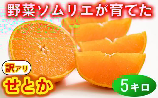 【訳あり・優品】野菜ソムリエ石児さんの「せとか 5kg」  ミカン みかん 蜜柑 柑橘 5kg 柑橘類 せとか 訳あり フルーツ 2月 3月 先行予約 ＜103-013＞