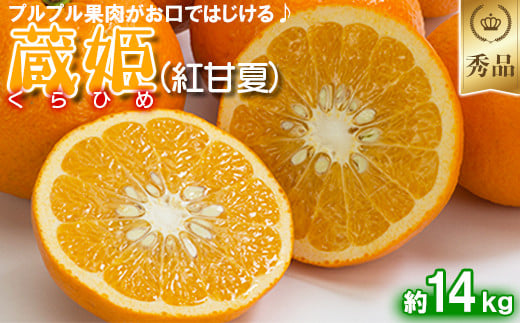 今村農園の蔵姫くらひめ（紅甘夏） 約10kg【秀品】 先行予約 10kg 2026年 3月発送 4月発送 贈答 柑橘類 みかん ミカン フルーツ ＜107-033_7＞